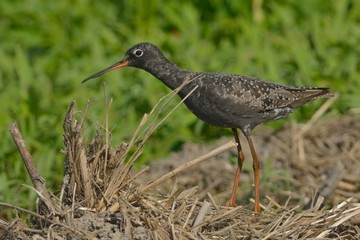 Spotted redshank on the ground