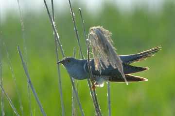 Common cuckoo (Cuculus canorus)