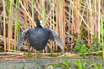 Common Coot (Fulica atra)