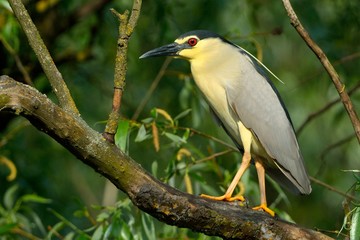 Black Crowned Night Heron (Nycticorax nycticorax)