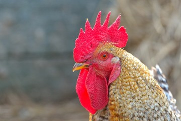 Rooster portrait in a farm
