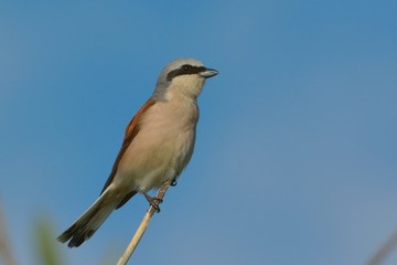 Red-backed Shrike (Lanius collurio) on a Reed
