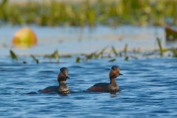 Pair of Black Necked Grebes on Water