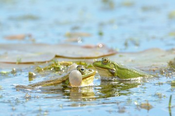 Edible Frog on Water