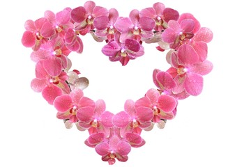 Fototapeta na wymiar Heart from pink orchids with dew drops isolated on white background