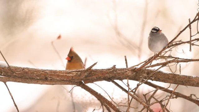 Northern Cardinal bird perched on branch in winter