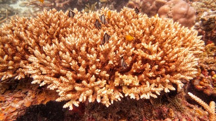 Naklejka na ściany i meble coral and damsel fish found at coral reef area at Tioman Island, Malaysia