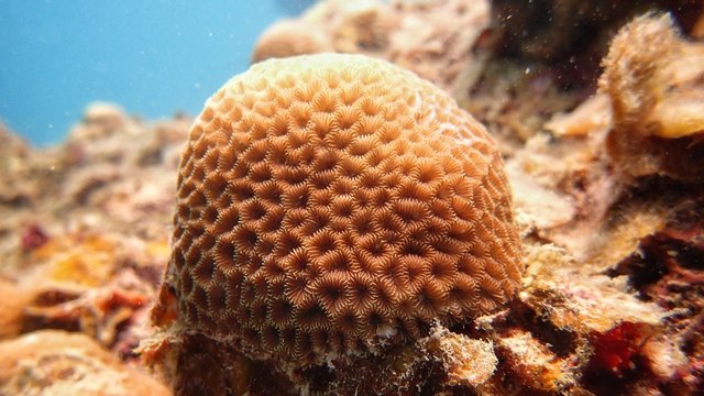 brain coral found at coral reef area at Tioman Island, Malaysia