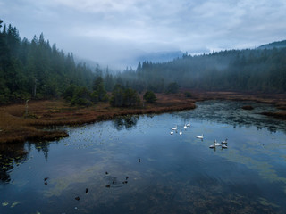 Obraz na płótnie Canvas Swampy Lake with Swans. Taken in Vancouver Island, British Columbia, Canada.