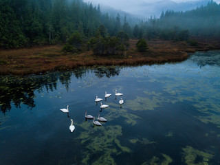 Swampy Lake with Swans. Taken in Vancouver Island, British Columbia, Canada.