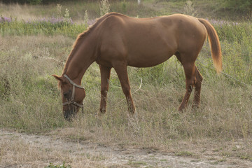 The Mare in the pasture. Horse grazing.