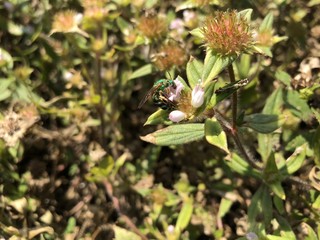 green sweat bee