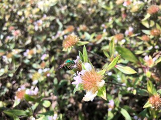 green sweat bee