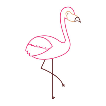 flamingo bird exotic animal image vector illustration color line design
