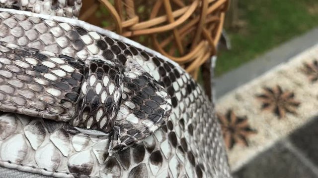 Fashion snakeskin python backpack, close up.