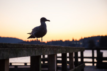 Seagull at a Quay. Taken at Belcarra, Greater Vancouver, BC, Canada.