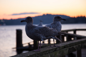 Seagull at a Quay. Taken at Belcarra, Greater Vancouver, BC, Canada.