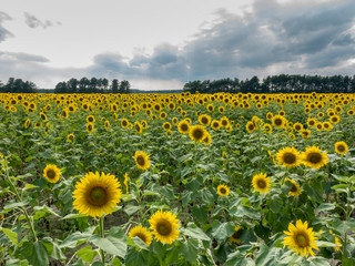 Fototapeta premium Field of Yellow Sunflowers
