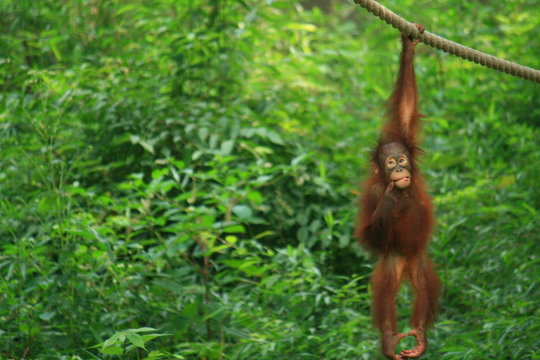 おもしろい顔をしているオランウータンの子供 Stock 写真 Adobe Stock