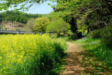 Fototapeta na wymiar 春の里山の風景