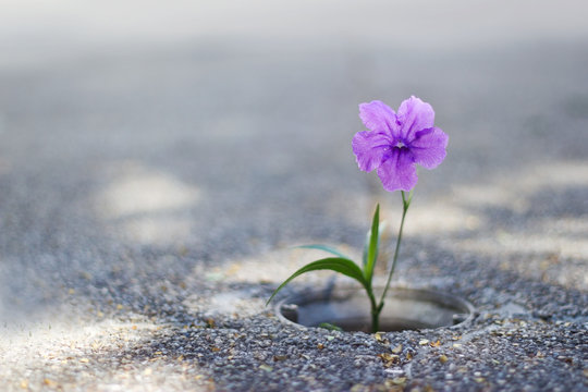 Purple flower growing on crack street background