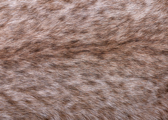Fragment of fur of large Siberian lynx