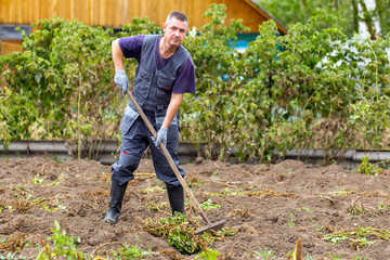 The farmer collects the tops with a rake