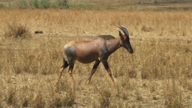 tracking close shot of a topi antelope walking in masai mara game reserve, kenya
