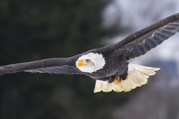 flying bald eagle in winter