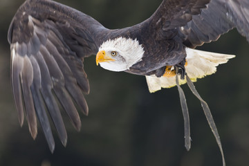 flying bald eagle in winter