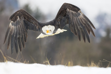 flying bald eagle in winter