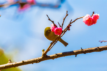The Japanese White-eye.The foreground is red plum blossoms. Located in Tokyo Prefecture Japan.