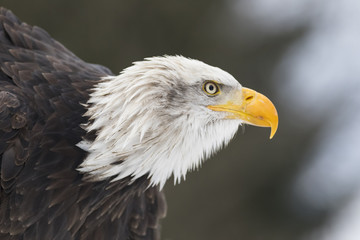 bald eagle head, profile