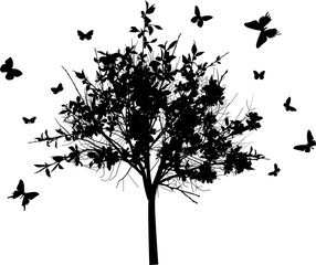 Fototapeta premium blossoming black tree and butterflies isolated on white