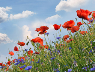 Summer happiness: meadow with red poppies :)