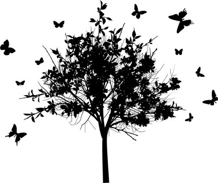 blossoming black tree and butterflies isolated on white