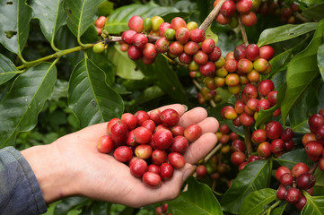 Close up of red berries coffee beans on agriculturist hand