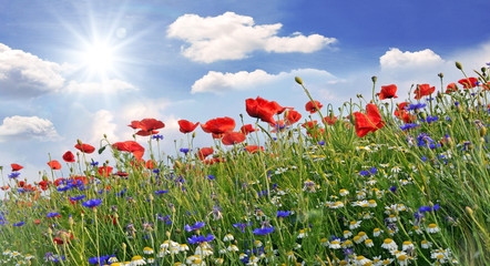 Summer happiness: meadow with red poppies :)