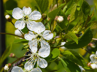 Blossom of cherry tree with bokeh background close-up, selective focus, shallow DOF