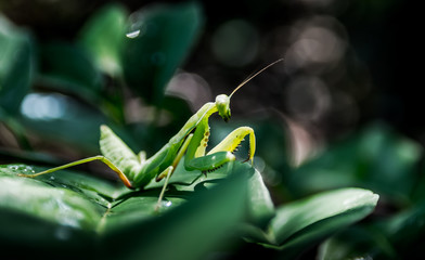 Praying mantis on green leaf