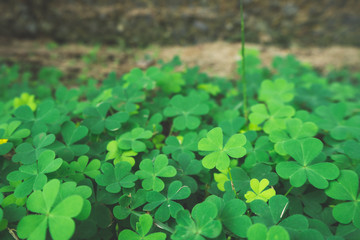 Holding Green Leaf Hibiscus, close up