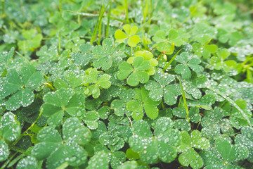 Holding Green Leaf Hibiscus, close up