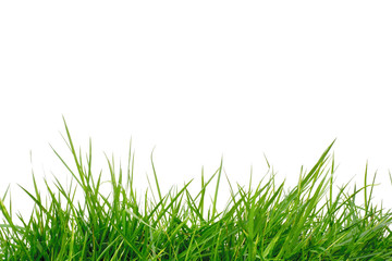 grass on white background , isolated