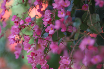 美しいハンギング