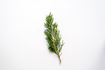 leaf background for text input , isolate