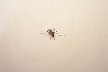 Close up the mosquito.