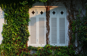 Scene of the green leaf of a sliding door and the wall of the house which the setting sun lights up