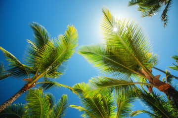 Kokosnuss-Palme-Perspektivansicht. Natur Hintergrund. Hintergrund.