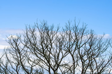 Fototapeta na wymiar Dead tree on blue sky background.