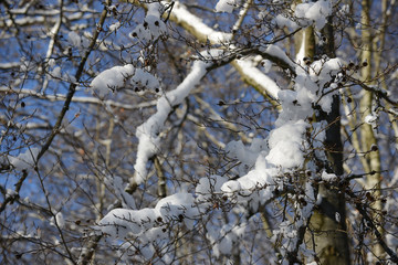 hiver neige nature environnement